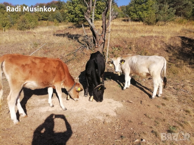 Теле, снимка 2 - Други животни - 51811789