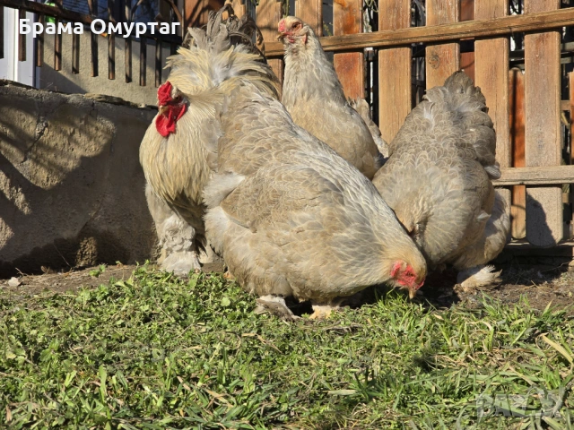 Продавам разплодни яйца от Брама Изабела/Brahma Isabella