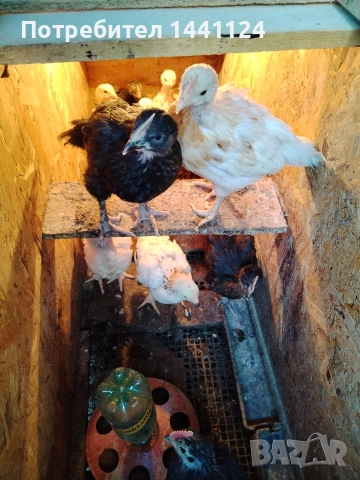 петлета на месец и половина , снимка 3 - Кокошки и пуйки - 53617715