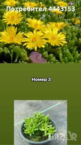 Делосперма разсад , снимка 4 - Градински цветя и растения - 50123866