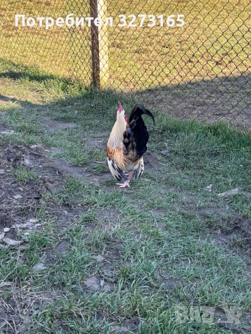 Декоративно петле , снимка 3 - Кокошки и пуйки - 53753287