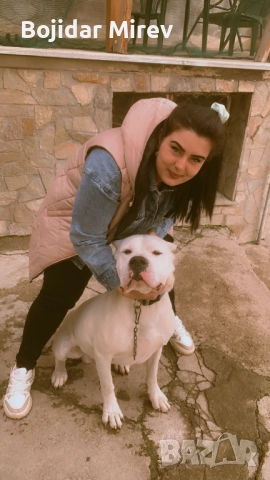 Мъжки за разплод Стра Загора , снимка 6 - Дого аржентино - 52661585