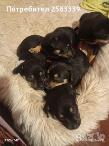 Кученца на 40 дена обезпаразитени търсят своя дом, снимка 3 - Пинчер - 52390913