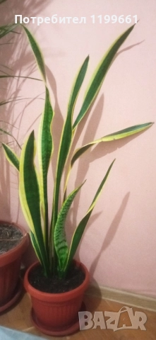 Сансевиера ( индийски меч)