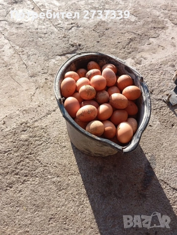 Кокошки за яйца ломан браун, снимка 2 - Кокошки и пуйки - 53815190