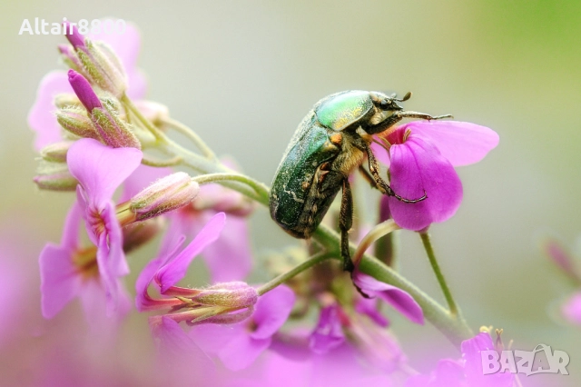 AF Tokina 100mm f/2.8D Macro обектив Никон, снимка 8 - Обективи и филтри - 52344003