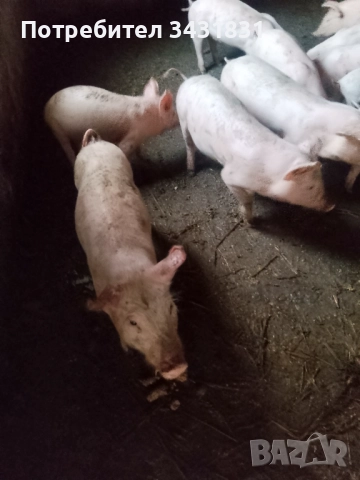 Малки прасета от 25до40кг., снимка 4 - Прасета - 52147797