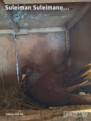 Свободна женска 