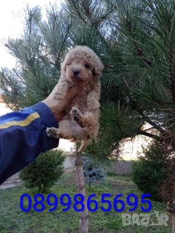 Мъжки Пудел , снимка 6 - Пудели - 52697553
