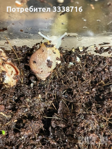 Африкански охлюви 