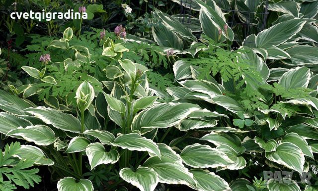 Hosta Francee (Хоста Франция), снимка 2 - Градински цветя и растения - 46308514