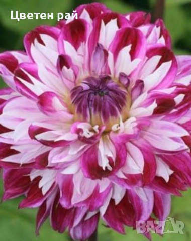 Грудки на няколко цвята далии , снимка 4 - Градински цветя и растения - 53770861