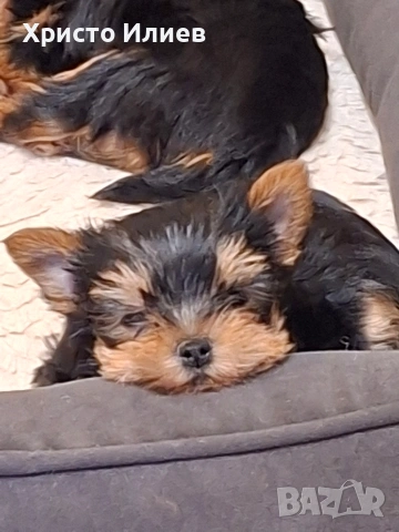 Продава женско мини йоркширче , снимка 2 - Йоркширски териер - 54136523