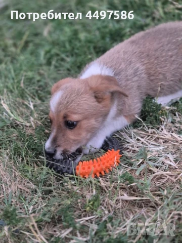 Мъжко кученце с ваксини, снимка 1