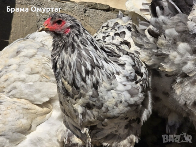 Продавам разплодни яйца от Сплаш Брама [Splash Brahma], снимка 10 - Кокошки и пуйки - 53810967