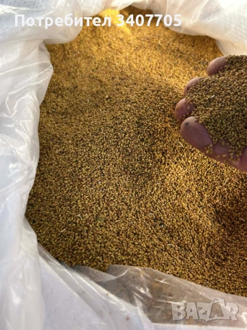 люцерново семе