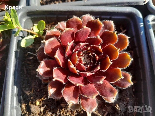 Комплекти седуми., снимка 4 - Градински цветя и растения - 52413728