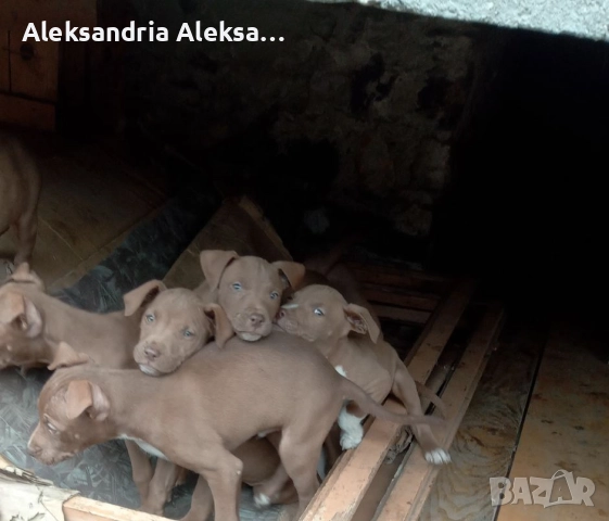 Продавам породисти питбулчета, снимка 12 - Питбул - 52281077