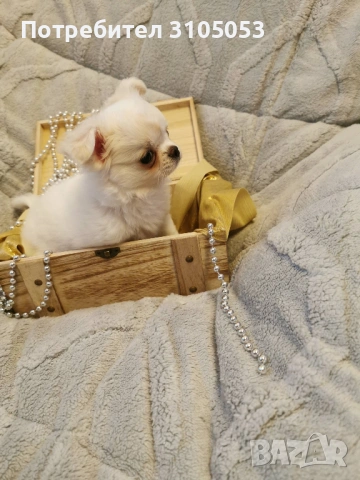 Чихуахуа , снимка 5 - Чихуахуа - 47738532