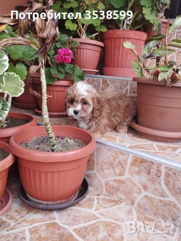 Кавапу , снимка 5 - Пудели - 52909276