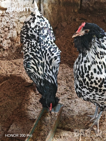 Разплодни яйца от Тюрингийска брадата кокошка , снимка 3 - Кокошки и пуйки - 53483514