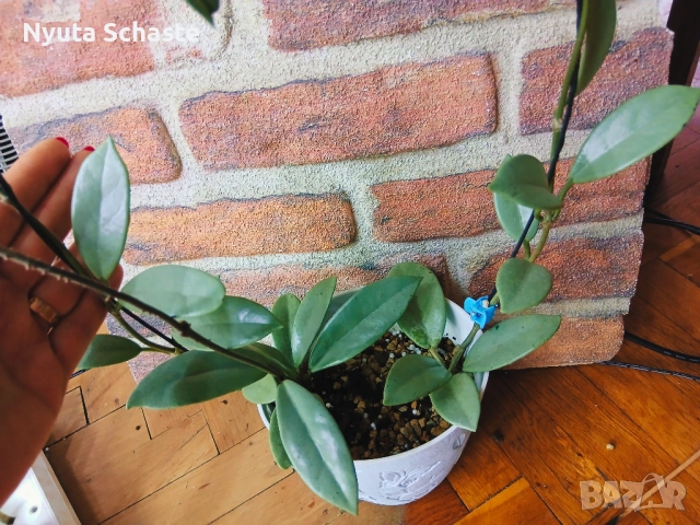 Хоя .Hoya Wilbur Graves Silver 