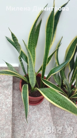 Сансевиера 2 вида / Sansevieria Hahnii/Sansevieria trifasciata  , снимка 13 - Стайни растения - 50819879