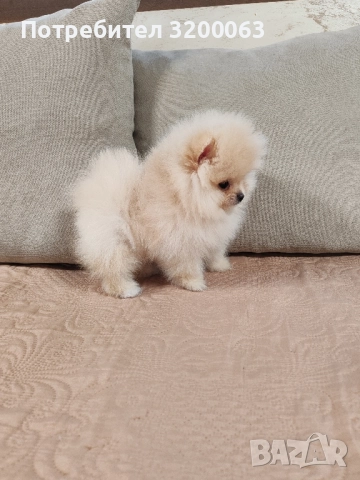 Померан мини мъжко , снимка 7 - Померан - 52320258