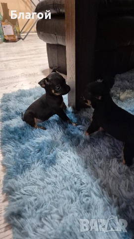 Мини Пинчери, снимка 3 - Пинчер - 53685177