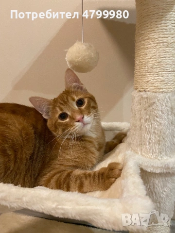 Домашен любимец