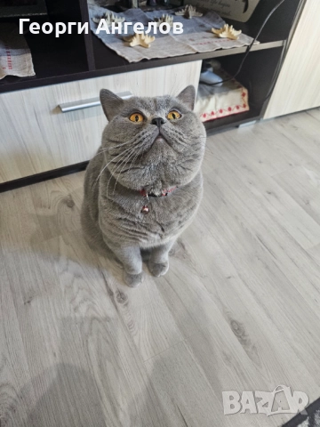 ЧИСТОКРЪВЕН МЪЖКИ БРИТАНЕЦ ЗА РАЗПЛОД, снимка 17 - Британска късокосместа - 48316235