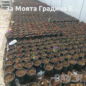 Клематис 2 , снимка 14 - Градински цветя и растения - 49761035