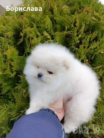 Померани, снимка 5 - Померан - 54043013