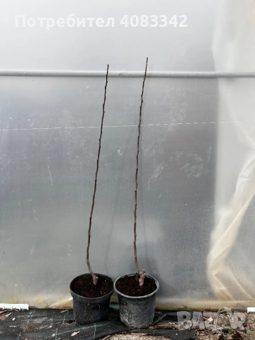 Мушмула, снимка 3 - Градински цветя и растения - 53897904