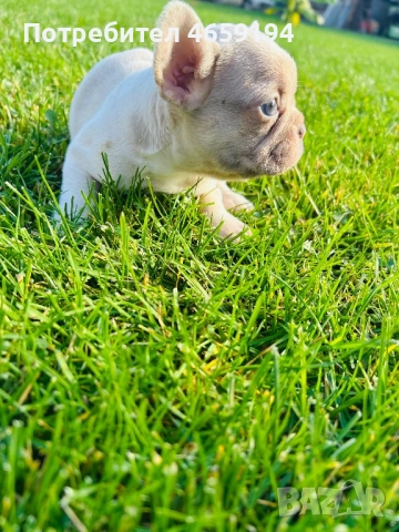 Френски Булдог, снимка 4 - Френски булдог - 52517082