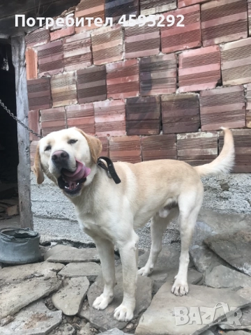 Подарявам куче "Лабрадор" на 1,5 г., снимка 2 - Лабрадор ретривър - 52257913