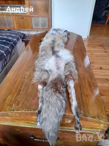 Стара кожа,яка от лисица #2, снимка 5 - Други ценни предмети - 53046506
