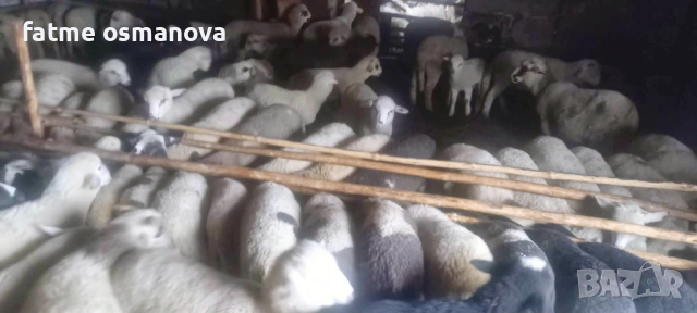 Агнета от 20кгдо 30 кг