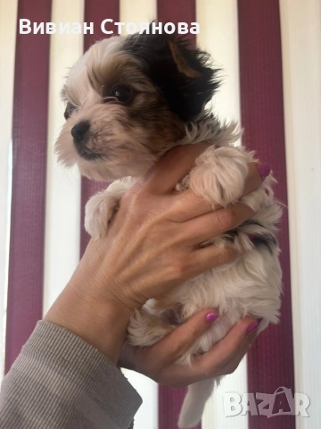 Мъжко и женско йорки бивери