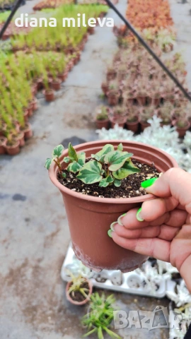 Хутиния, Houttuynia cordata, многогодишна и студоустойчива , снимка 15 - Градински цветя и растения - 54001747