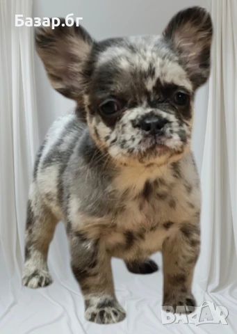 Флъфи френски булдог мерле женско , снимка 2 - Френски булдог - 51387112