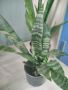 Сансевиерия Sansevieria zeylanica, снимка 1 - Стайни растения - 45508186