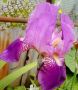Перуника,ирис - различни цветове високи ароматни, снимка 13