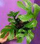 Рафидофлора, снимка 1 - Стайни растения - 45482677
