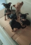Продавам пинчери, снимка 5