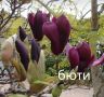 Магнолия - Magnolia НАЛИЧНИ 15 ВИДА Студоустoйчиви, снимка 15