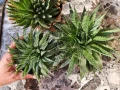 Алое Аристата / Aloe Aristata, снимка 2