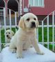 Labrador retriever puppies - Astorela kennel