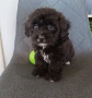 Shih poo/Mini poodle , снимка 9