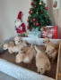 Голдън ретривър , снимка 4